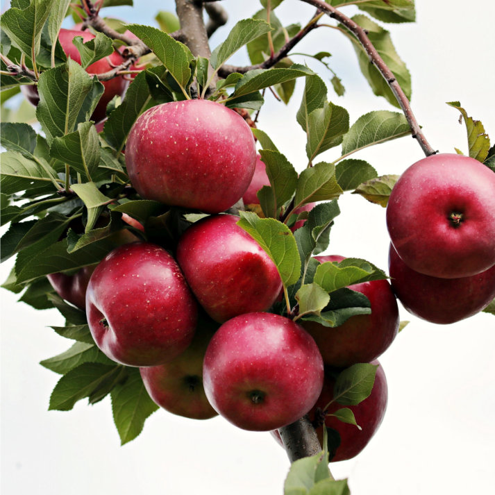 Apfel
